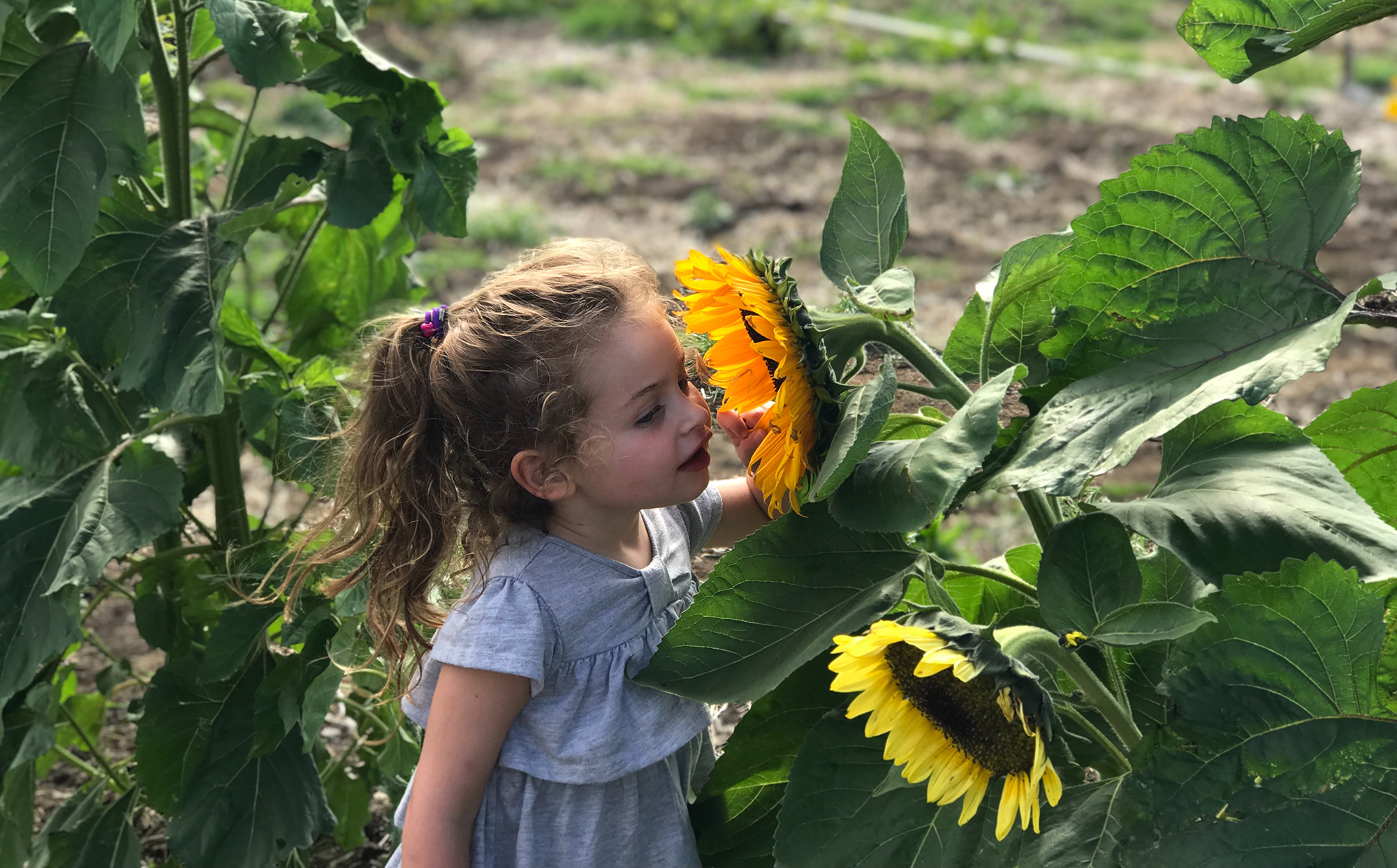 Whizz Maths sunflower child
