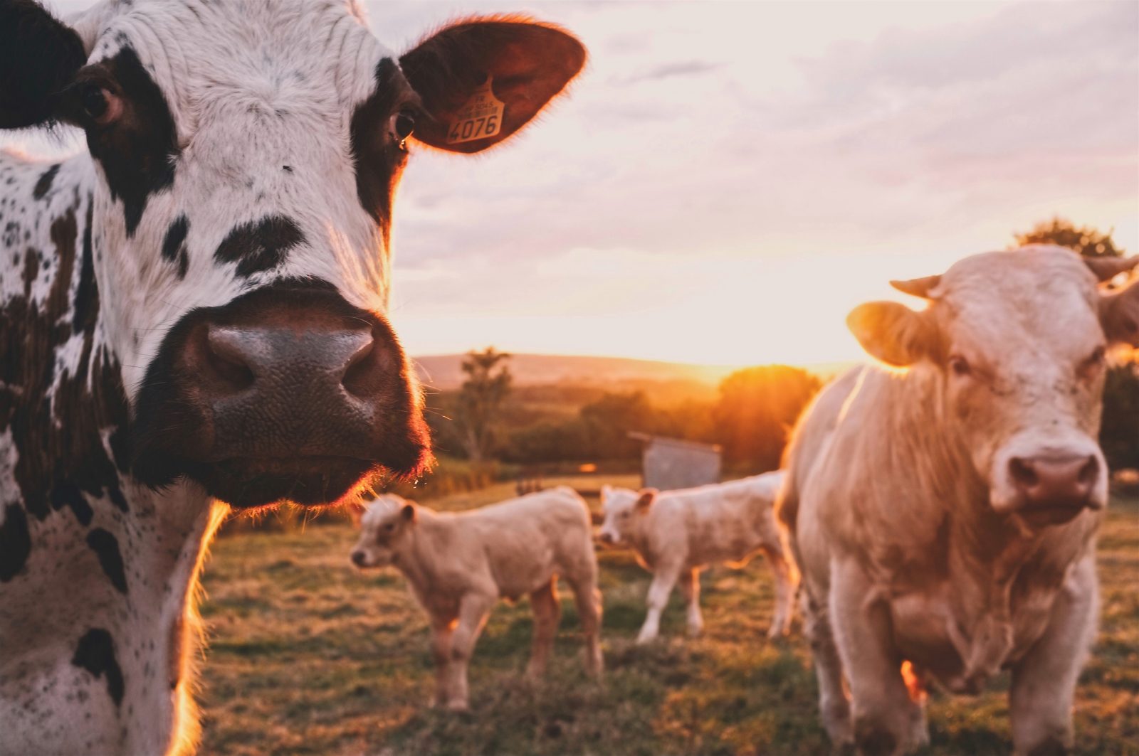 Cows advertising